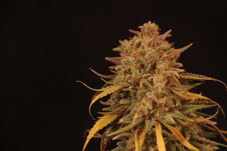Dessert Grow #2 - Gorilla Cookies FF. Week 18 - D118 F69