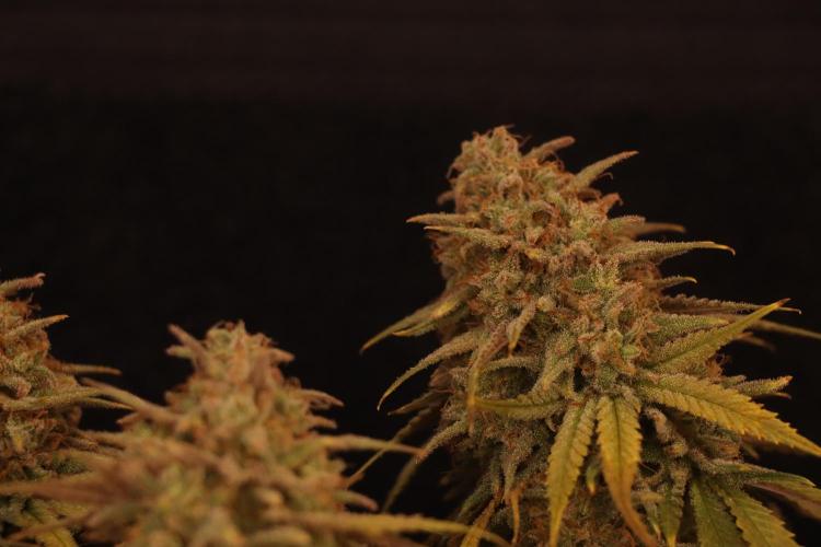 Dessert Grow #2 - Gorilla Cookies FF. Week 18 - D118 F69