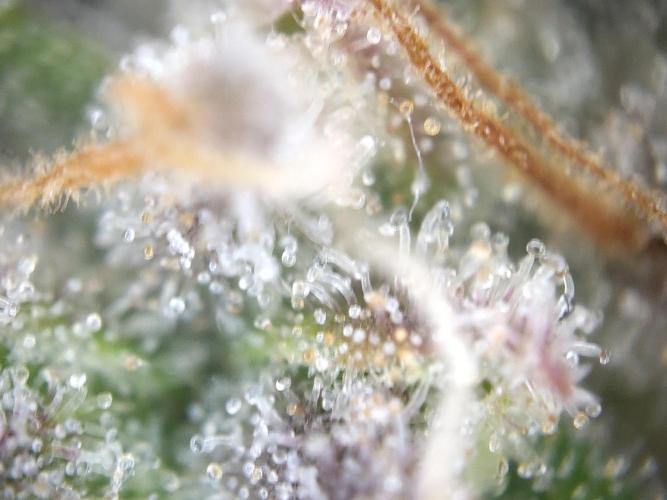 Dessert Grow #2 - Gorilla Cookies FF. Week 18 - D118 F69
