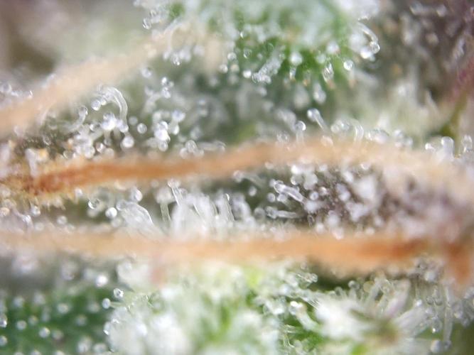 Dessert Grow #2 - Gorilla Cookies FF. Week 18 - D118 F69