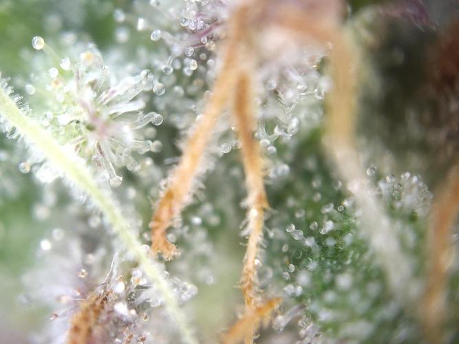 Dessert Grow #2 - Gorilla Cookies FF. Week 18 - D118 F69