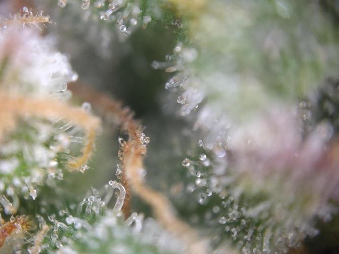 Dessert Grow #2 - Gorilla Cookies FF. Week 18 - D118 F69