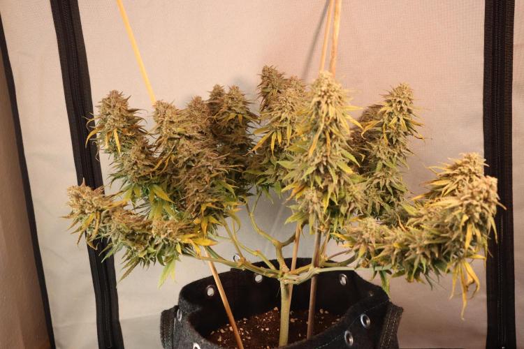 Dessert Grow #2 - Gorilla Cookies FF. Week 18 - D118 F69