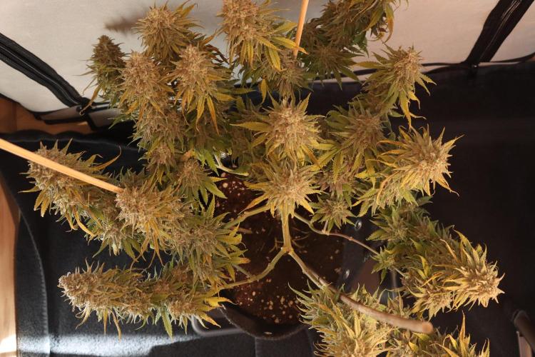 Dessert Grow #2 - Gorilla Cookies FF. Week 18 - D118 F69