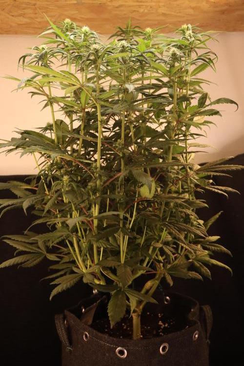 Dessert Grow - Tropicana Cookies FF. Week 9 - D59 B17