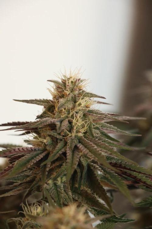 Dessert Grow#2 - Purple Lemonade FF. Week 14