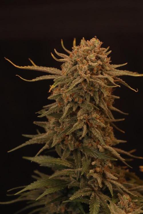 Dessert Grow#2 - Wedding Cheesecake FF. Week 18 - D118 F69