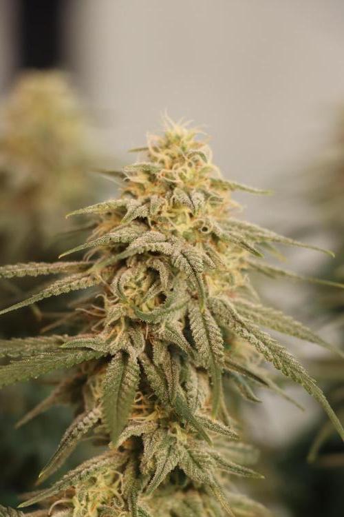 Dessert Grow #2 - Gorilla Cookies FF. Week 13 - D88 F39