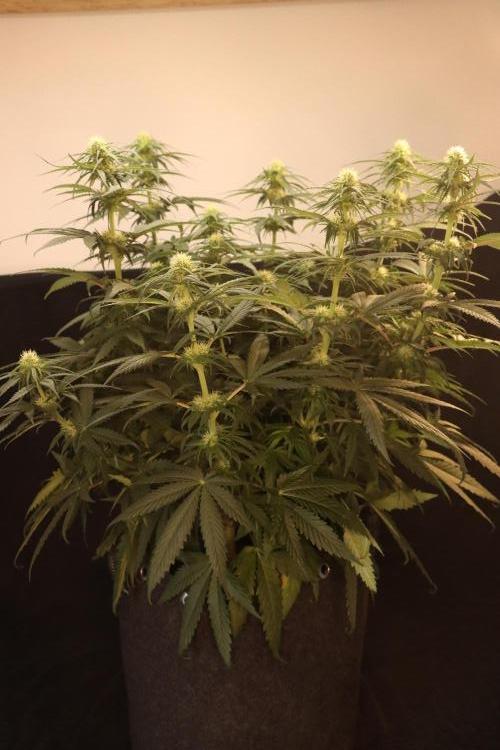 Dessert Grow - GG4 Sherbet FF. Week 10 - D64 F22