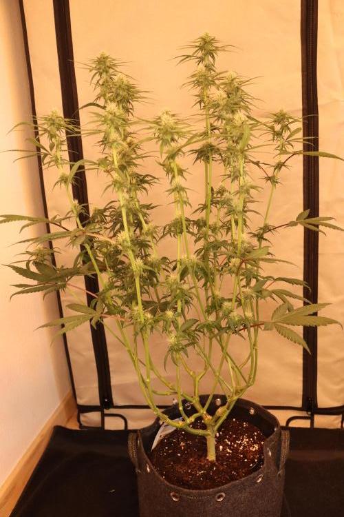 Dessert Grow - Tropicana Cookies FF. Week 10 - D64 F22