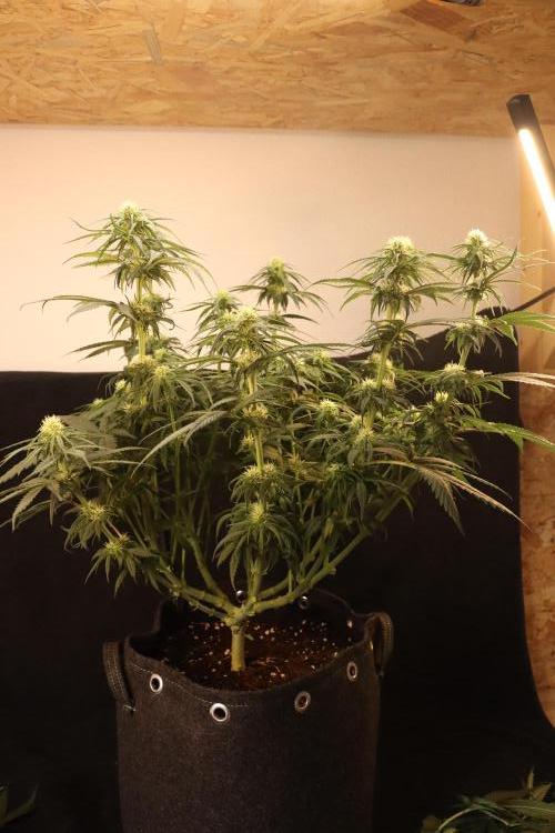 Dessert Grow - GG4 Sherbet FF. Week 10 - D64 F22