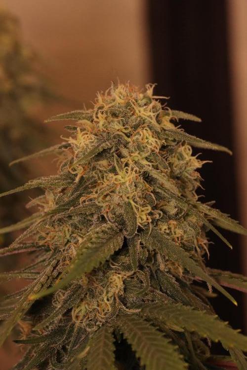 Dessert Grow - GG4 Sherbet FF. Week 13 - D87 F45