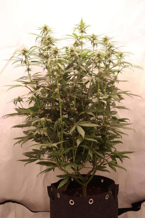 Dessert Grow - Tropicana Cookies FF. Week 9 - D63 F21