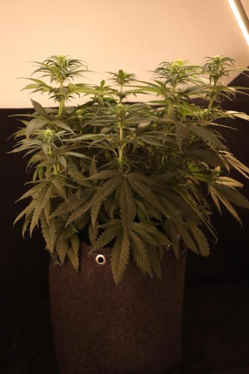 Dessert Grow - GG4 Sherbet FF. Week 9 - D59 F17