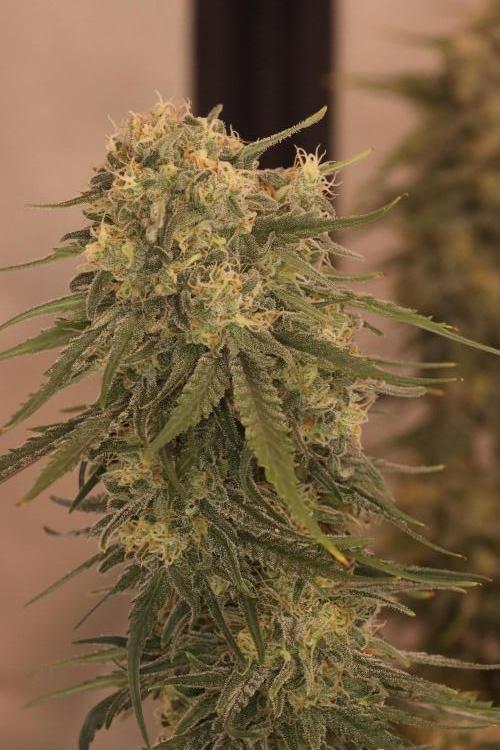 Dessert Grow - GG4 Sherbet FF. Week 13 - D91 F49