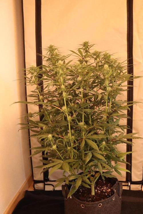 Dessert Grow - Tropicana Cookies FF. Week 10 - D64 F22