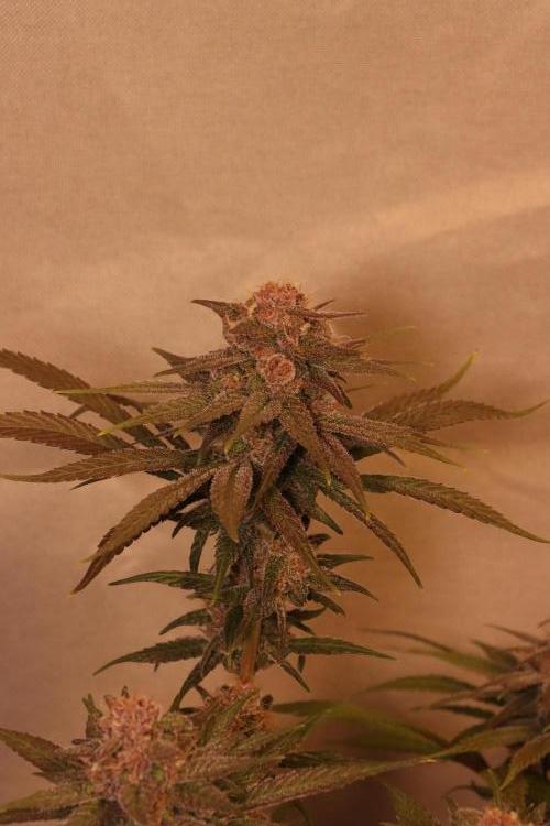 Dessert Grow - Tropicana Cookies FF. Week 13 - D87 F45