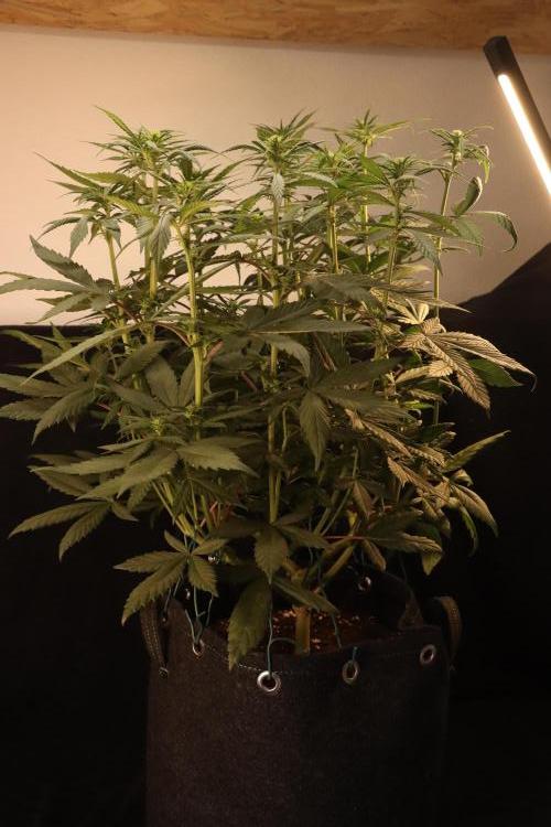 Dessert Grow - Tropicana Cookies FF. Week 8 - D56 F14