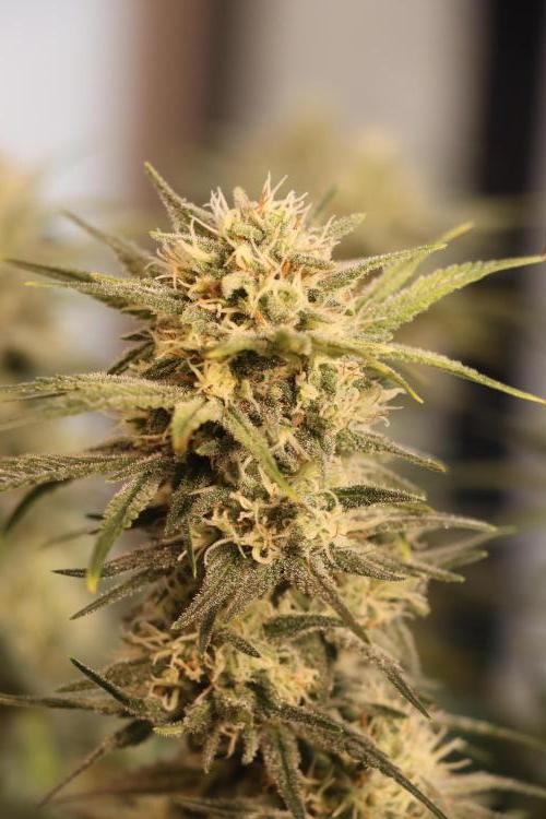 Dessert Grow#2 - Wedding Cheesecake FF. Week 13 - D88 F39