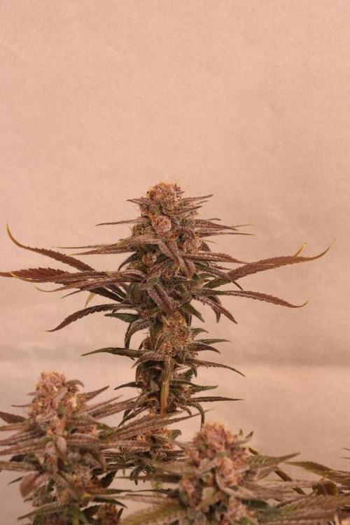 Dessert Grow - Tropicana Cookies FF. Week 13 - D91 F49