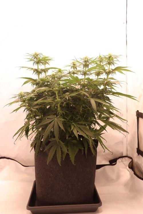 Dessert Grow - GG4 Sherbet FF. Week 9 - D63 F21