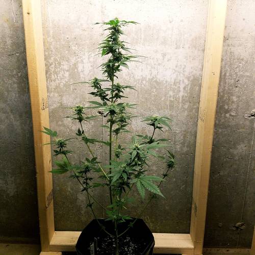 Russian Rocket Fuel. Week 6