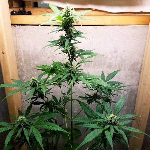 Russian Rocket Fuel. Week 6