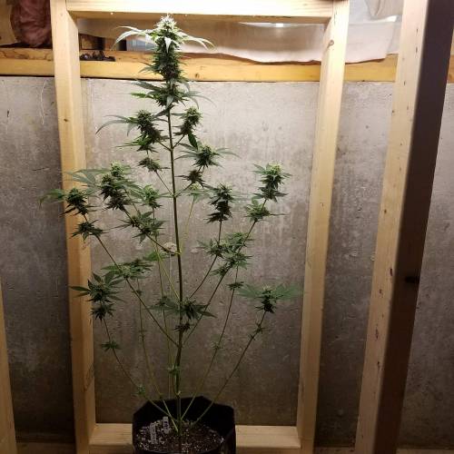 Russian Rocket Fuel. Week 7 - Pheno #1