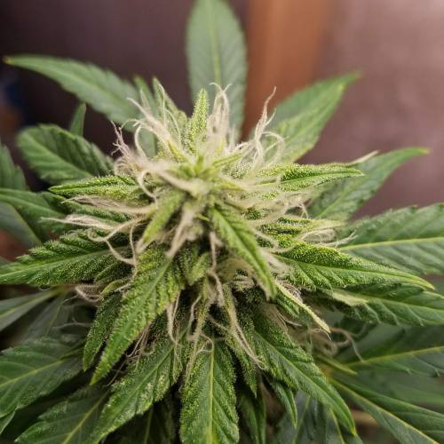 Russian Rocket Fuel. Week 7 - Pheno #1