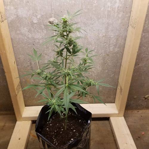 Russian Rocket Fuel. Week 7 - Pheno #2