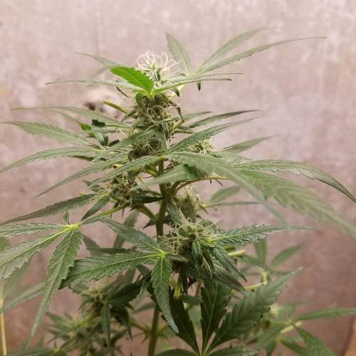 Russian Rocket Fuel. Week 7 - Pheno #2