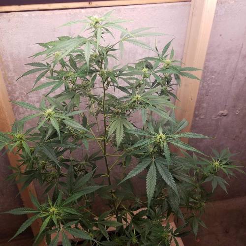 Russian Rocket Fuel. Week 7 - Pheno #3