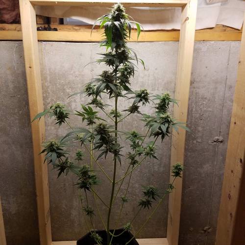 Russian Rocket Fuel. Week 8