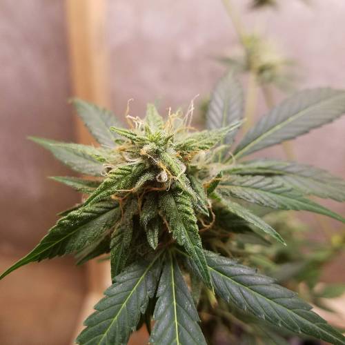 Russian Rocket Fuel. Week 8