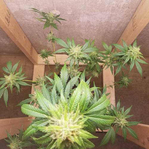 Russian Rocket Fuel. Week 8