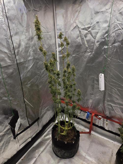 Try Mainling. Week 16