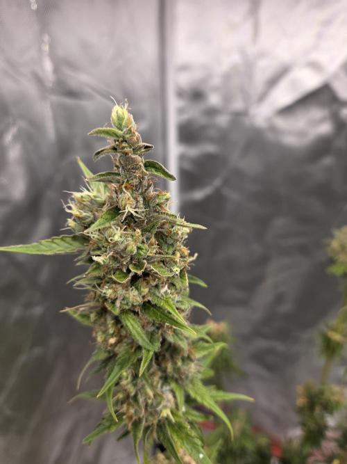 Try Mainling. Week 16