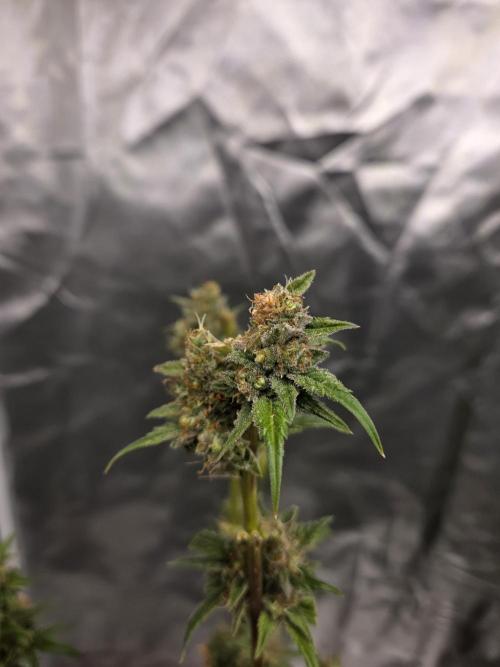 Try Mainling. Week 16