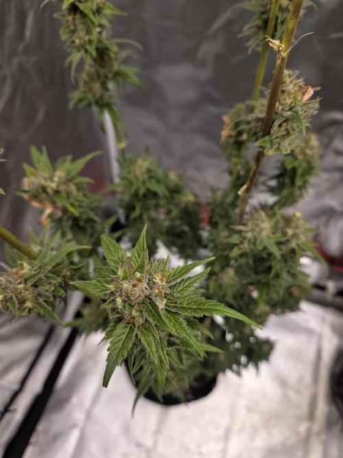 Try Mainling. Week 16