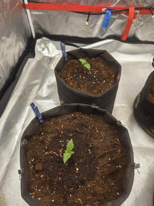 Zooapy. Week 2