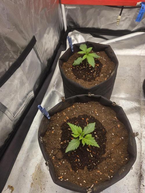 Zooapy. Week 3