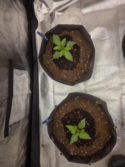 Zooapy. Week 3