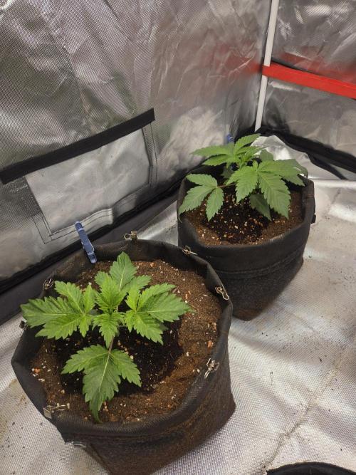 Zooapy. Week 4