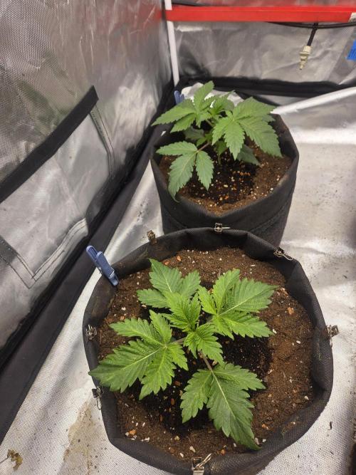 Zooapy. Week 4