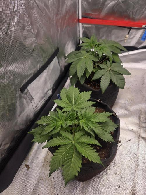 Zooapy. Week 5