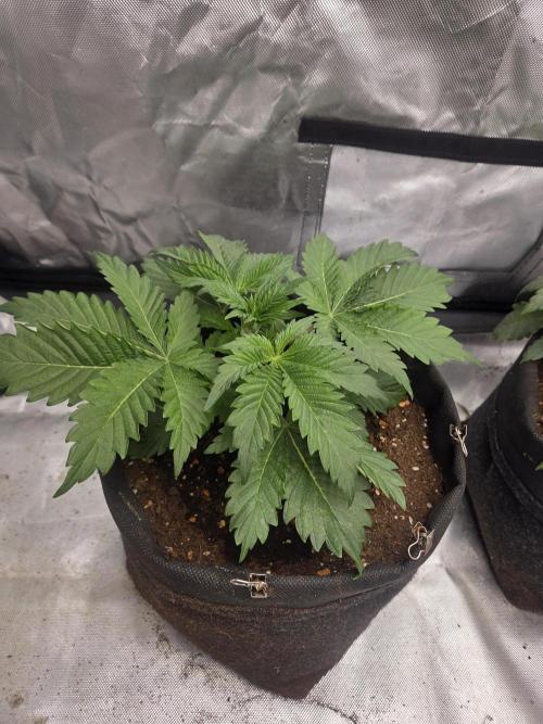 Zooapy. Week 5