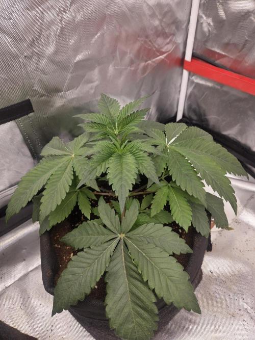 Zooapy. Week 5