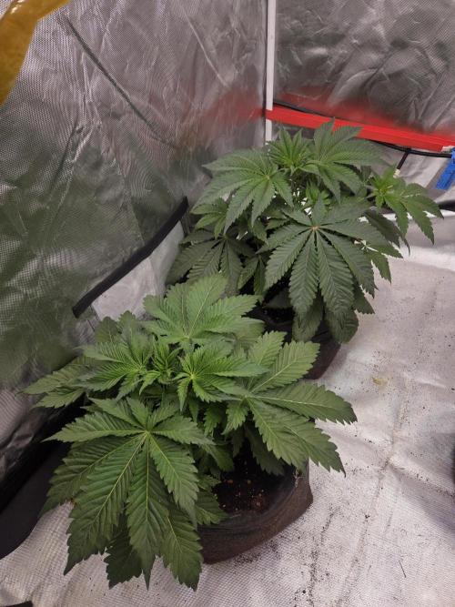 Zooapy. Week 6