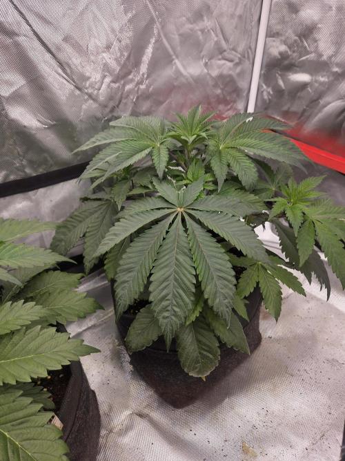 Zooapy. Week 6