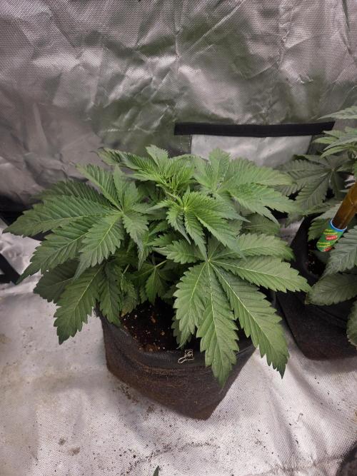 Zooapy. Week 6